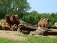Náhled 75